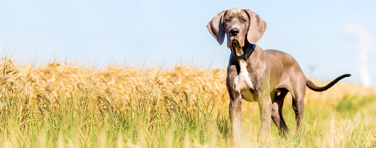 Dog Names Meaning Skinny Popular Male And Female Names Wag 